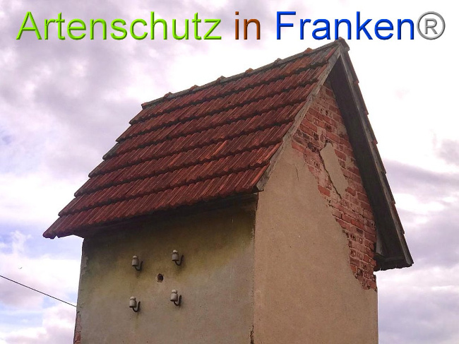© Artenschutz in Franken® / Tasch - Dorfgemeinschaft Bild zum Eintrag (1029157-160)