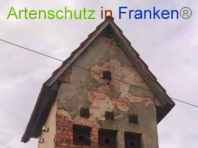 © Artenschutz in Franken® / Tasch - Dorfgemeinschaft Bild zum Eintrag (1029158-160)