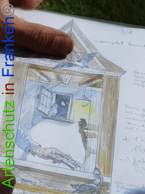 © Artenschutz in Franken® / Vennemann Bild zum Eintrag (1029338-160)