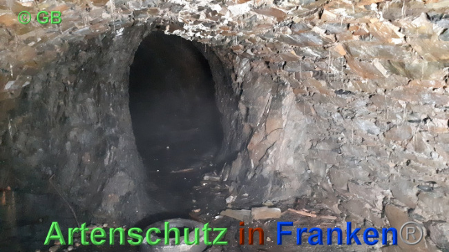 © Artenschutz in Franken® Bild zum Eintrag (1029353-160)