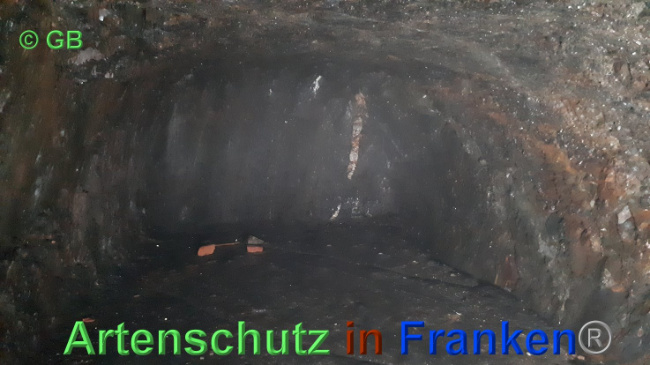 © Artenschutz in Franken® Bild zum Eintrag (1029354-160)