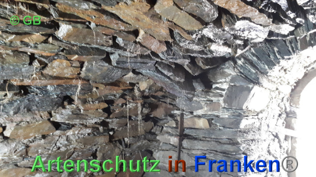 © Artenschutz in Franken® Bild zum Eintrag (1029355-160)
