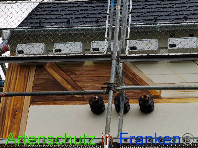 © Artenschutz in Franken® / Vennemann Bild zum Eintrag (1029373-160)