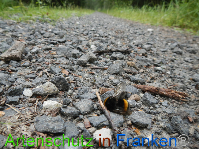 © Artenschutz in Franken® Bild zum Eintrag (1029833-160)