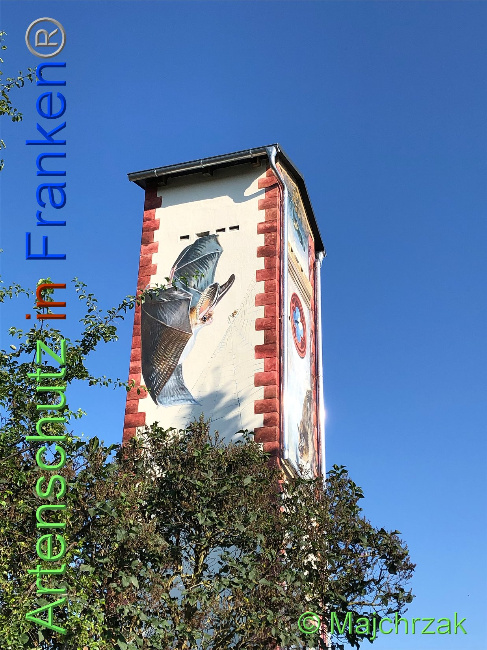 © Artenschutz in Franken® / Majchrzak Bild zum Eintrag (1030460-160)