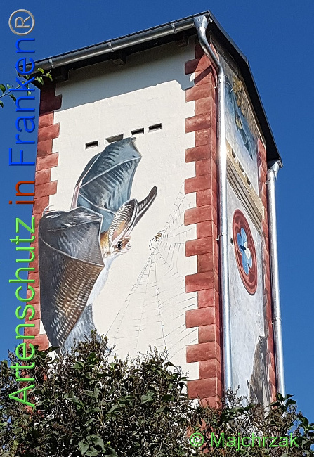 © Artenschutz in Franken® / Majchrzak Bild zum Eintrag (1030461-160)