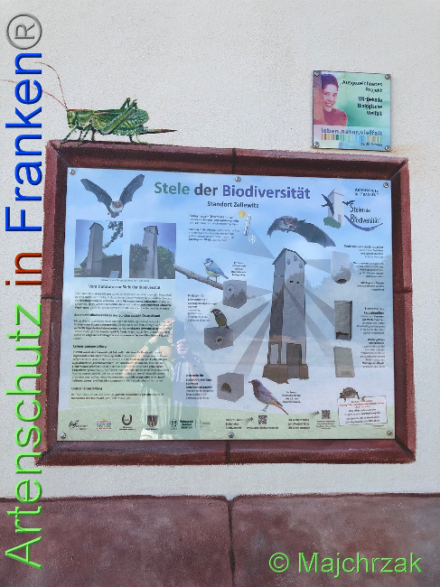 © Artenschutz in Franken® / Majchrzak Bild zum Eintrag (1030464-160)