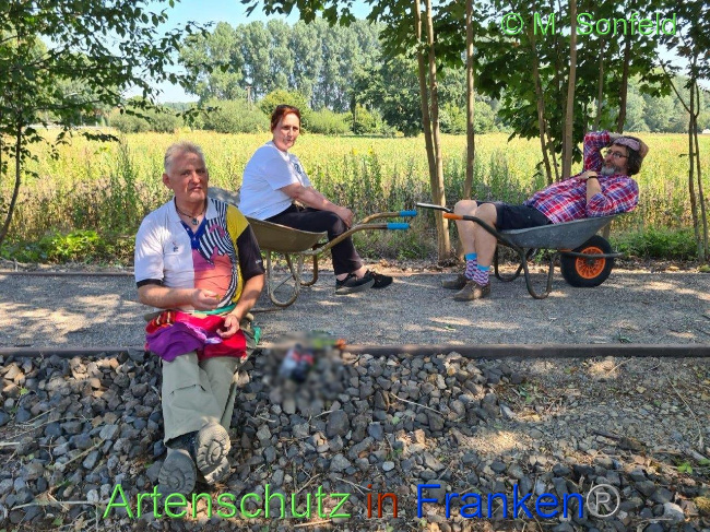 © Artenschutz in Franken® / M.Sonfeld Bild zum Eintrag (1030481-160)