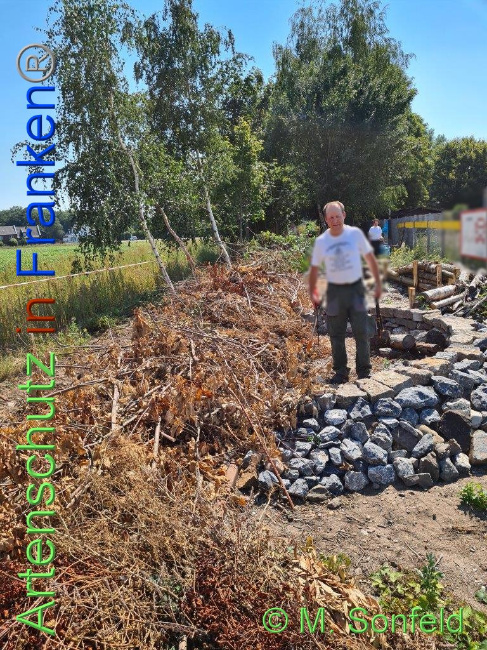 © Artenschutz in Franken® / M.Sonfeld Bild zum Eintrag (1030485-160)