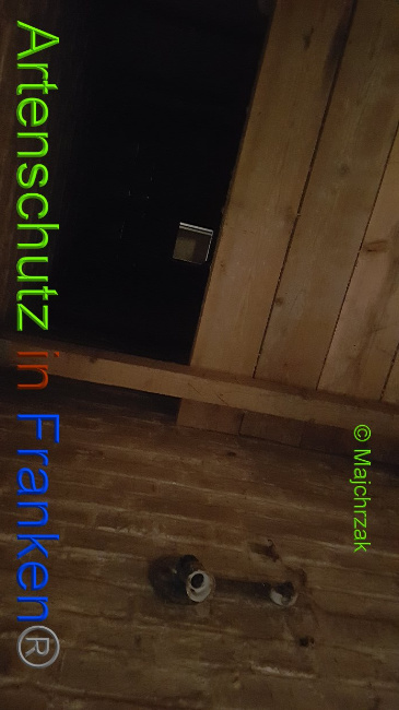 © Artenschutz in Franken® / Majchrzak Bild zum Eintrag (1030826-160)