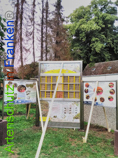 © Artenschutz in Franken® Bild zum Eintrag (1031248-160)