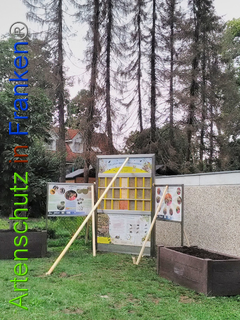 © Artenschutz in Franken® Bild zum Eintrag (1031250-160)