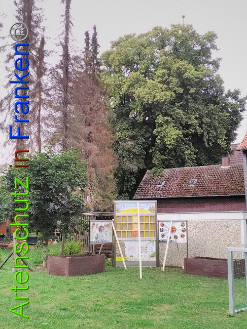 © Artenschutz in Franken® Bild zum Eintrag (1031251-160)