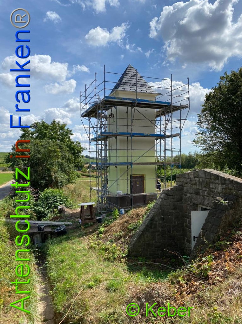 © Artenschutz in Franken® / Keber Bild zum Eintrag (1031298-160)