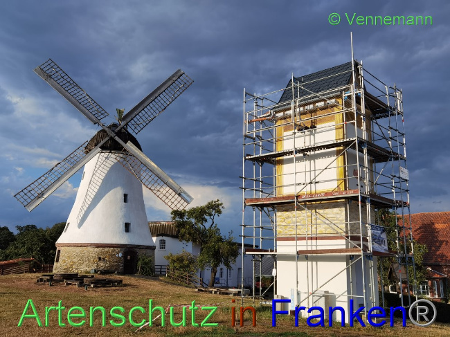 © Artenschutz in Franken® / Vennemann Bild zum Eintrag (1031417-160)