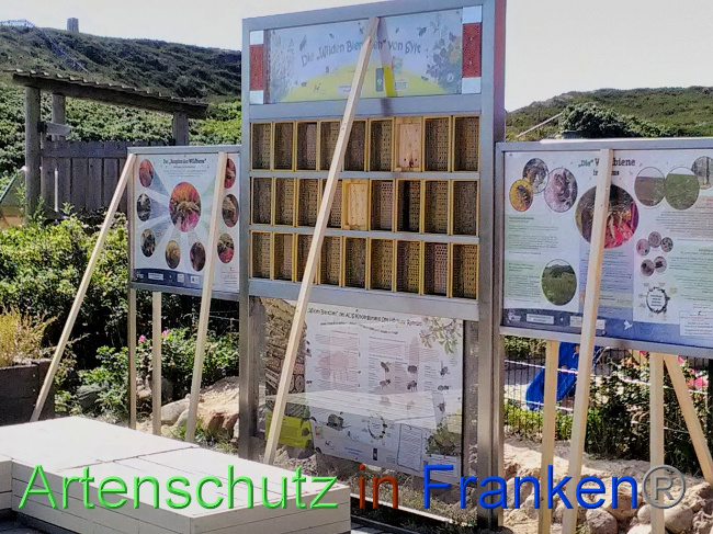 © Artenschutz in Franken® Bild zum Eintrag (1031496-160)