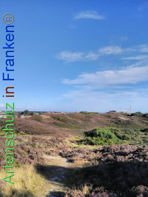 © Artenschutz in Franken® Bild zum Eintrag (1031498-160)