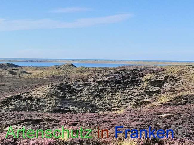 © Artenschutz in Franken® Bild zum Eintrag (1031502-160)