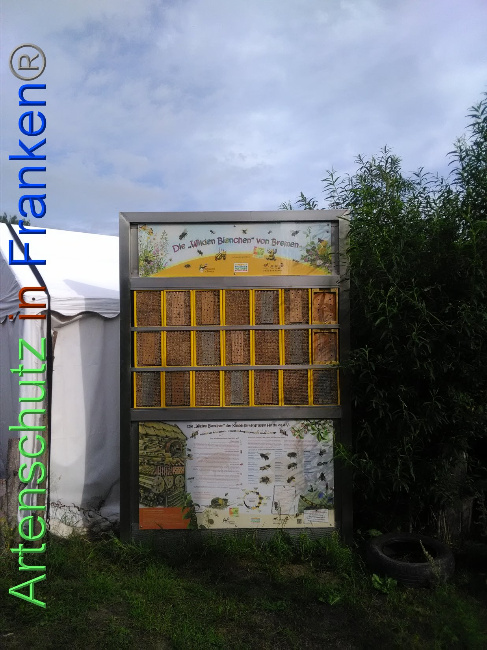 © Artenschutz in Franken® Bild zum Eintrag (1031519-160)