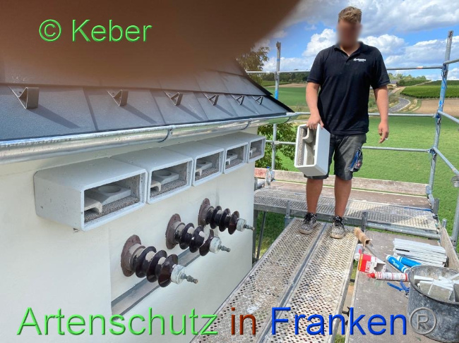 © Artenschutz in Franken® / Keber Bild zum Eintrag (1031619-160)