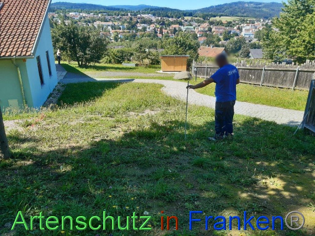 © Artenschutz in Franken® Bild zum Eintrag (1031751-160)