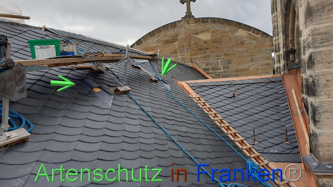 © Artenschutz in Franken® Bild zum Eintrag (1031829-160)
