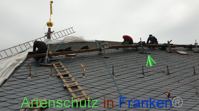© Artenschutz in Franken® Bild zum Eintrag (1031830-160)