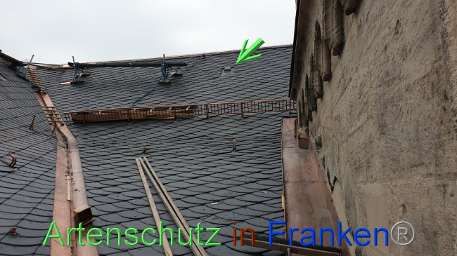 © Artenschutz in Franken® Bild zum Eintrag (1031831-160)