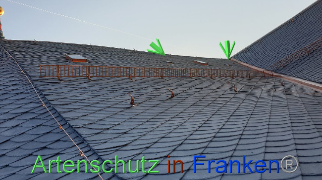 © Artenschutz in Franken® Bild zum Eintrag (1031836-160)
