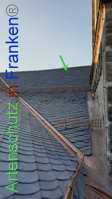 © Artenschutz in Franken® Bild zum Eintrag (1031837-160)