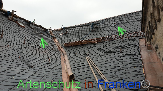 © Artenschutz in Franken® Bild zum Eintrag (1031838-160)