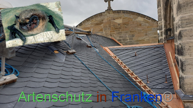 © Artenschutz in Franken® Bild zum Eintrag (1031844-160)