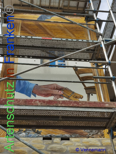 © Artenschutz in Franken® / Vennemann Bild zum Eintrag (1031875-160)