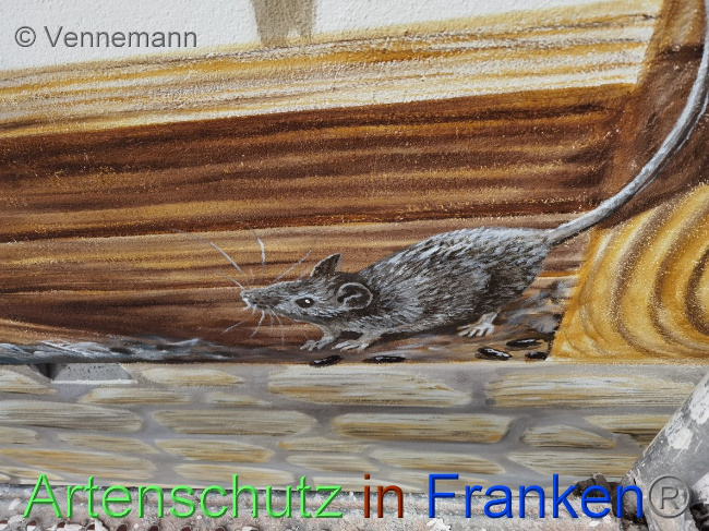 © Artenschutz in Franken® / Vennemann Bild zum Eintrag (1031877-160)