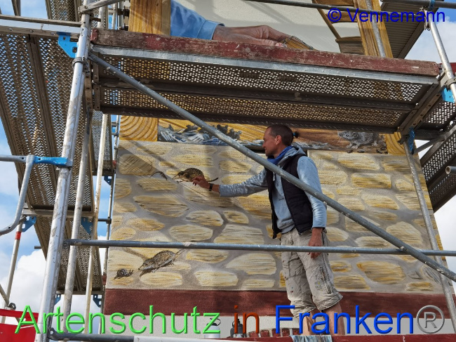 © Artenschutz in Franken® / Vennemann Bild zum Eintrag (1031879-160)