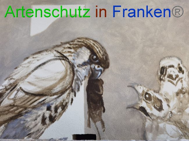 © Artenschutz in Franken® / Vennemann Bild zum Eintrag (1032276-160)