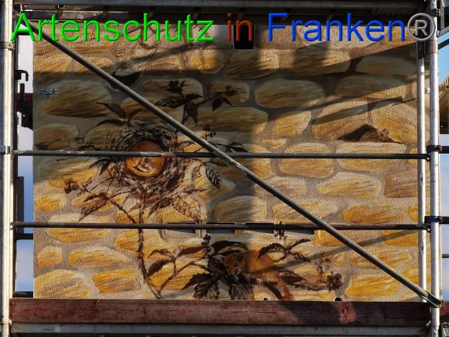 © Artenschutz in Franken® / Vennemann Bild zum Eintrag (1032281-160)