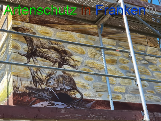 © Artenschutz in Franken® / Vennemann Bild zum Eintrag (1032286-160)