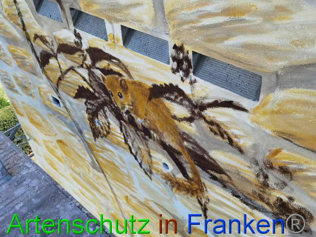 © Artenschutz in Franken® / Vennemann Bild zum Eintrag (1032287-160)