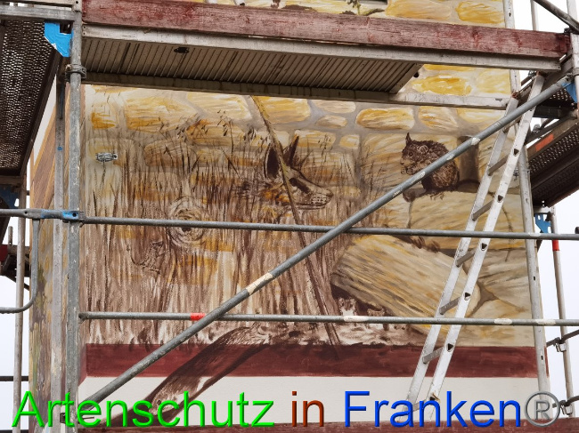 © Artenschutz in Franken® / Vennemann Bild zum Eintrag (1032296-160)