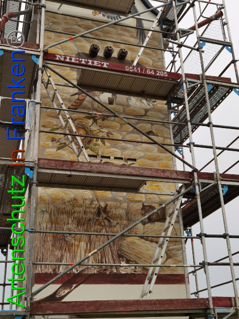 © Artenschutz in Franken® / Vennemann Bild zum Eintrag (1032301-160)