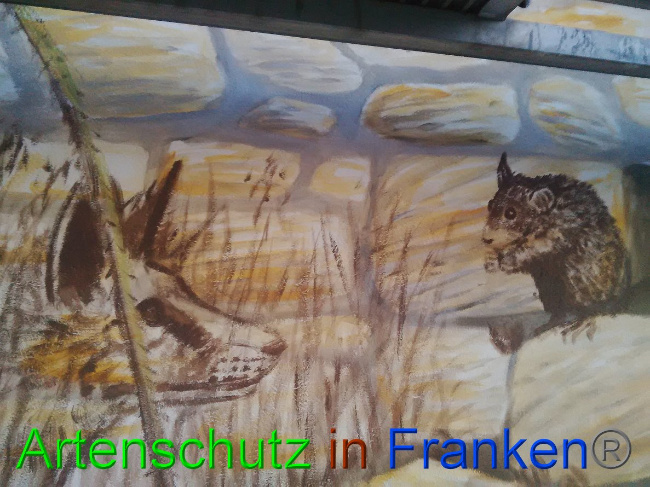 © Artenschutz in Franken® Bild zum Eintrag (1032335-160)