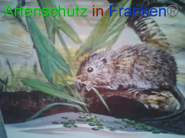 © Artenschutz in Franken® Bild zum Eintrag (1032336-160)