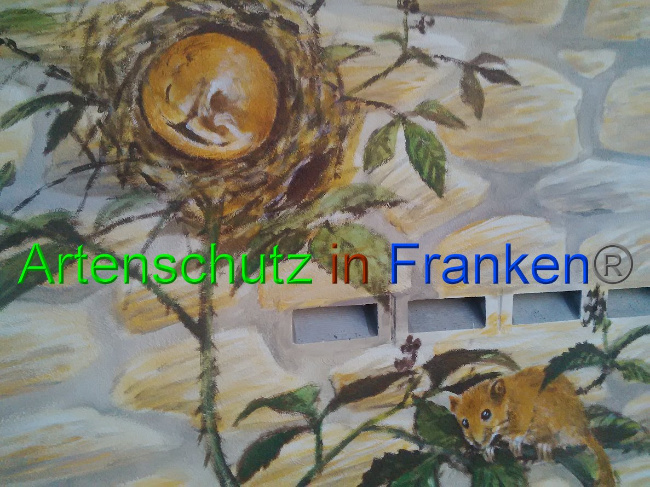 © Artenschutz in Franken® Bild zum Eintrag (1032337-160)