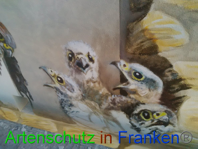 © Artenschutz in Franken® Bild zum Eintrag (1032339-160)