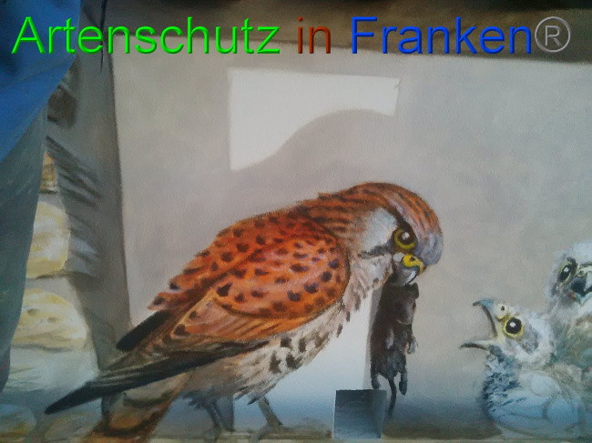 © Artenschutz in Franken® Bild zum Eintrag (1032340-160)