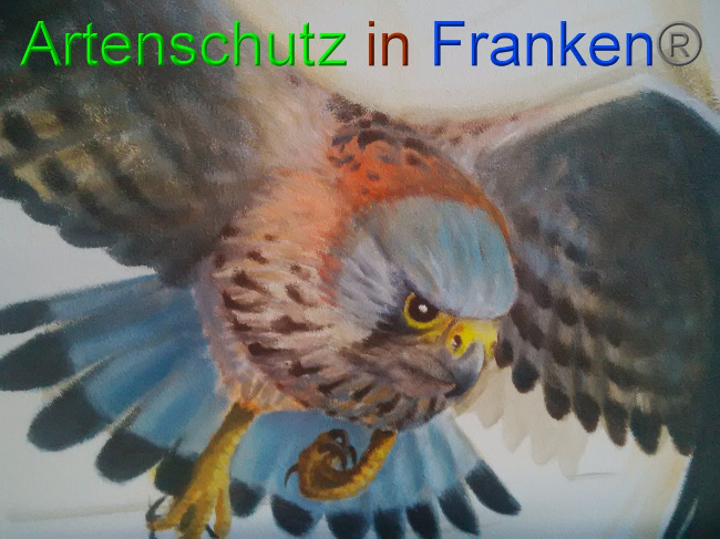 © Artenschutz in Franken® Bild zum Eintrag (1032341-160)