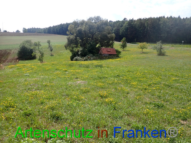 © Artenschutz in Franken® Bild zum Eintrag (1032425-160)