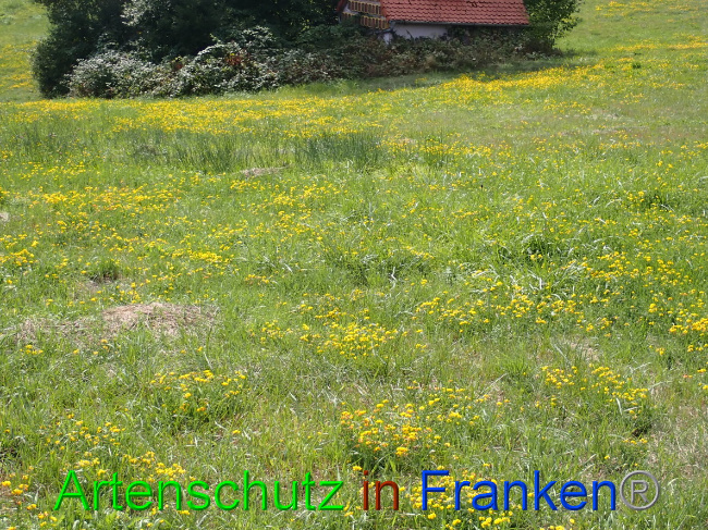 © Artenschutz in Franken® Bild zum Eintrag (1032426-160)