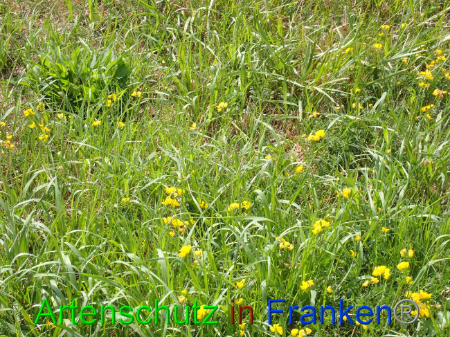 © Artenschutz in Franken® Bild zum Eintrag (1032427-160)
